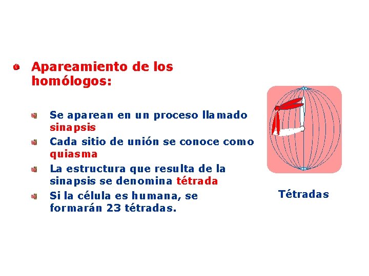 Apareamiento de los homólogos: Se aparean en un proceso llamado sinapsis Cada sitio de
