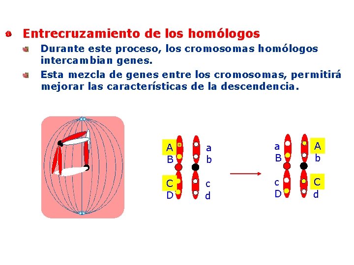 Entrecruzamiento de los homólogos Durante este proceso, los cromosomas homólogos intercambian genes. Esta mezcla