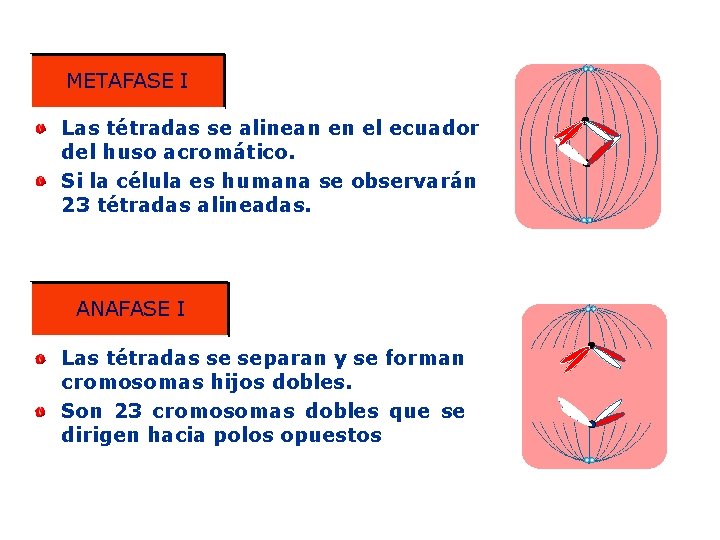 METAFASE I Las tétradas se alinean en el ecuador del huso acromático. Si la