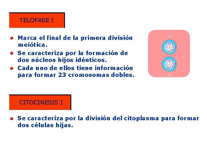 TELOFASE I Marca el final de la primera división meiótica. Se caracteriza por la