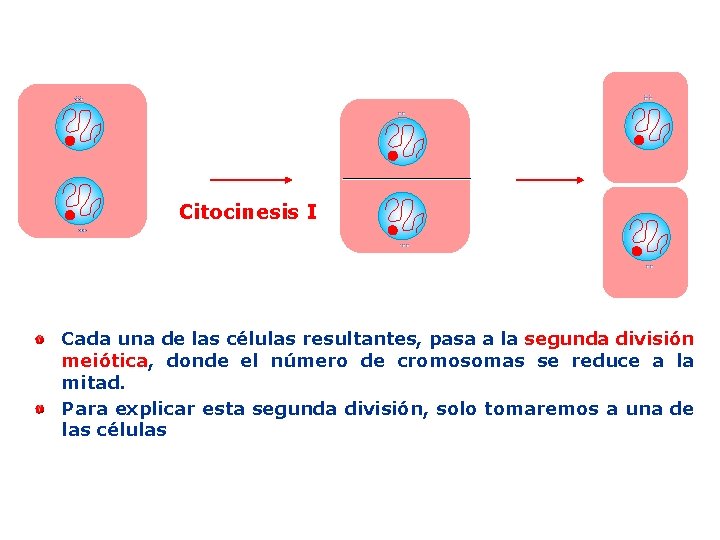 Citocinesis I Cada una de las células resultantes, pasa a la segunda división meiótica,