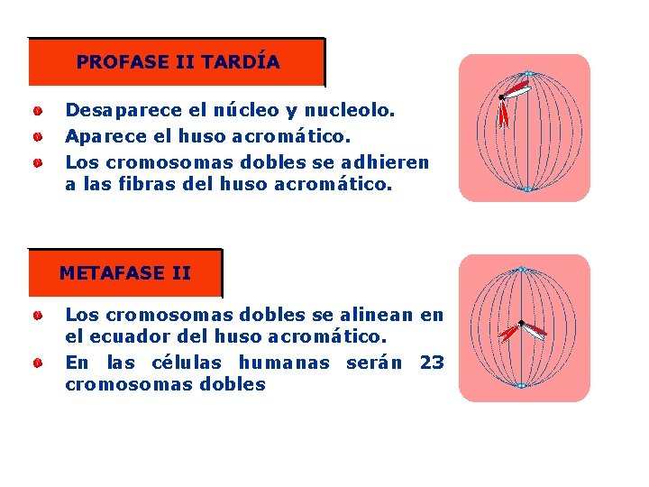 PROFASE II TARDÍA Desaparece el núcleo y nucleolo. Aparece el huso acromático. Los cromosomas