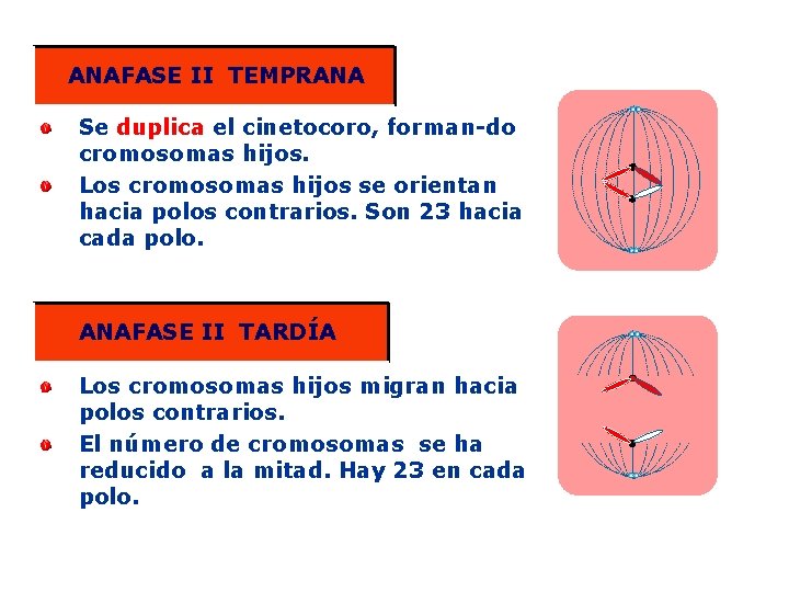 ANAFASE II TEMPRANA Se duplica el cinetocoro, forman-do cromosomas hijos. Los cromosomas hijos se