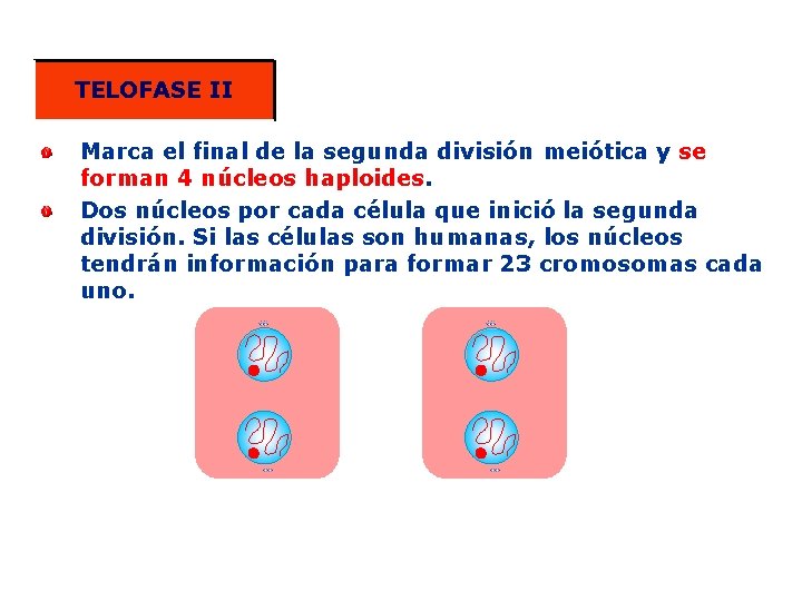 TELOFASE II Marca el final de la segunda división meiótica y se forman 4