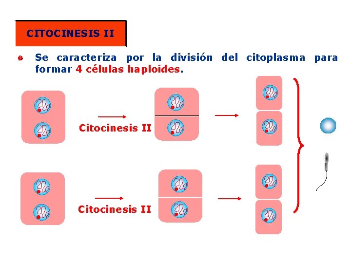 CITOCINESIS II Se caracteriza por la división del citoplasma para formar 4 células haploides.