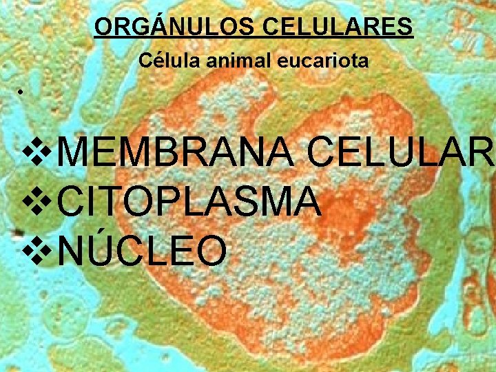 ORGÁNULOS CELULARES Célula animal eucariota • v. MEMBRANA CELULAR v. CITOPLASMA v. NÚCLEO 