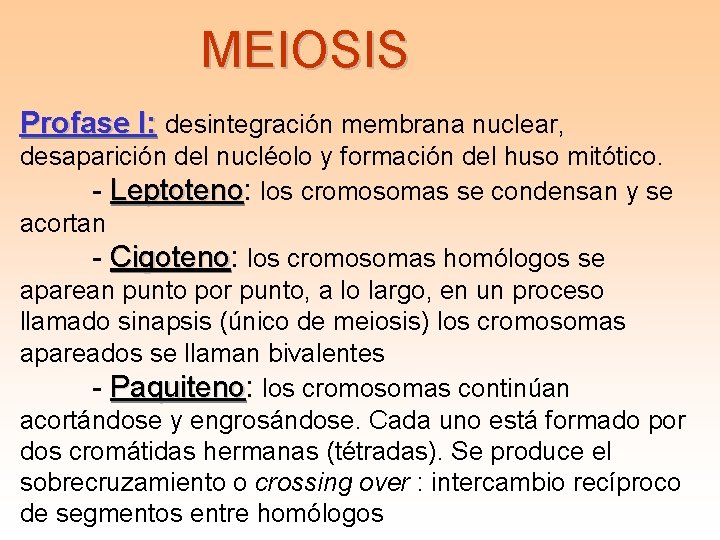 MEIOSIS Profase I: desintegración membrana nuclear, desaparición del nucléolo y formación del huso mitótico.