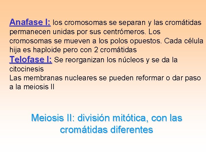 Anafase I: los cromosomas se separan y las cromátidas permanecen unidas por sus centrómeros.
