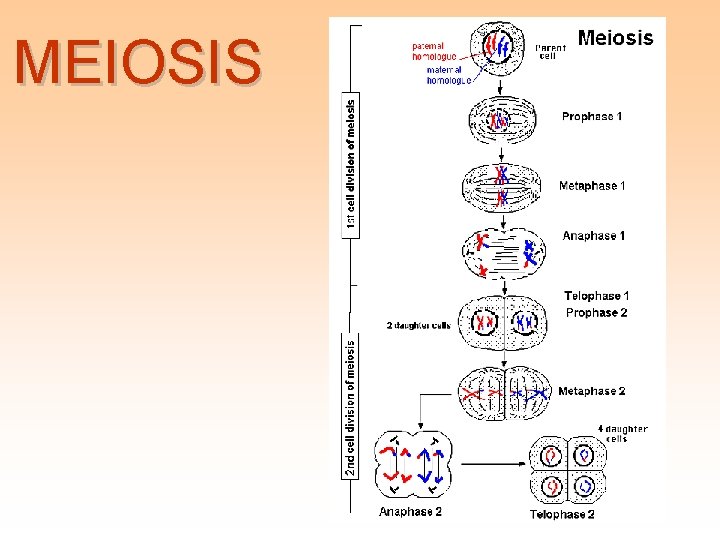 MEIOSIS 