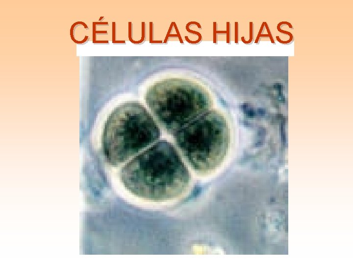 CÉLULAS HIJAS 
