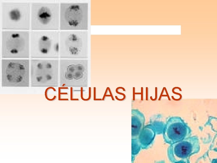 CÉLULAS HIJAS 