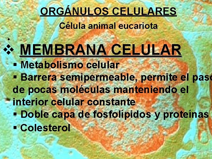 ORGÁNULOS CELULARES Célula animal eucariota • v MEMBRANA CELULAR § Metabolismo celular § Barrera