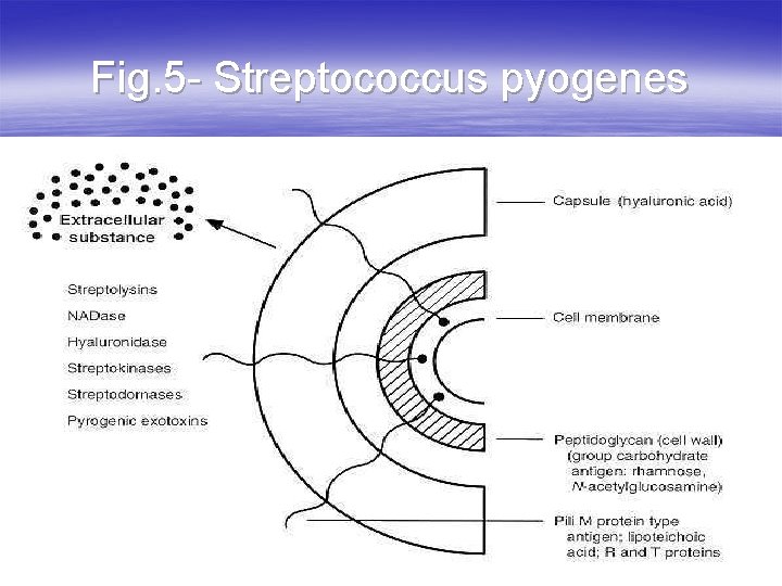 Fig. 5 - Streptococcus pyogenes 