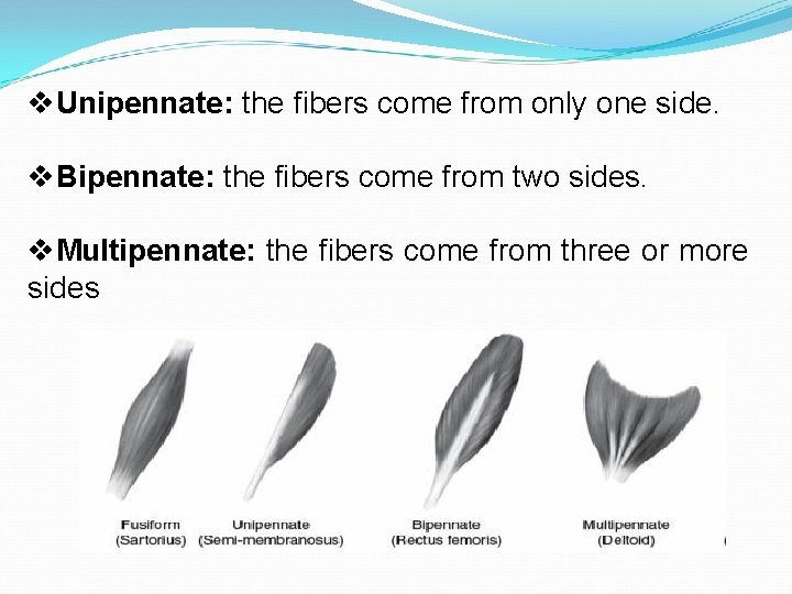 v. Unipennate: the fibers come from only one side. v. Bipennate: the fibers come
