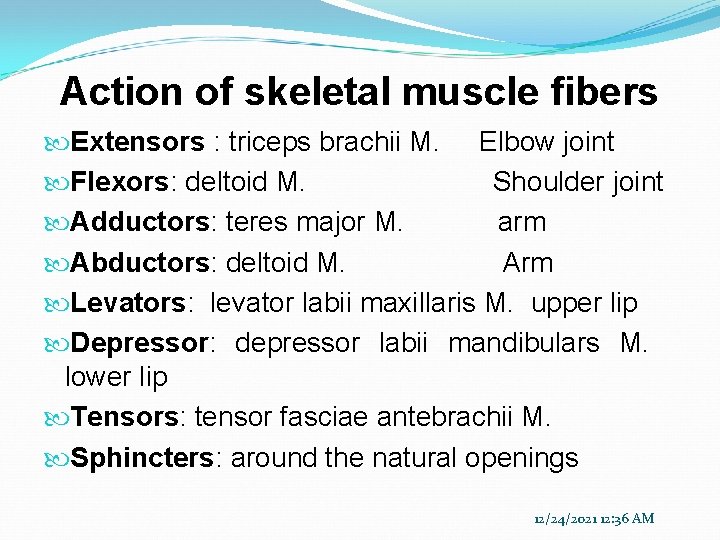 Action of skeletal muscle fibers Extensors : triceps brachii M. Elbow joint Flexors: deltoid