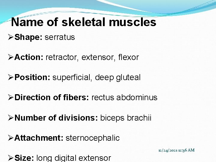 Name of skeletal muscles ØShape: serratus ØAction: retractor, extensor, flexor ØPosition: superficial, deep gluteal