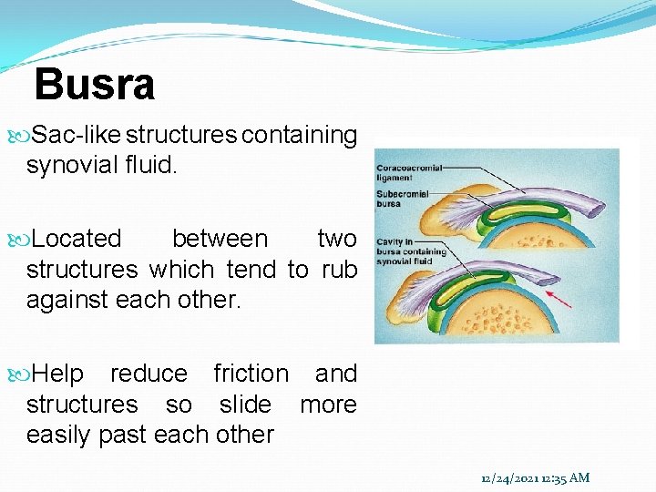 Busra Sac-like structures containing synovial fluid. Located between two structures which tend to rub