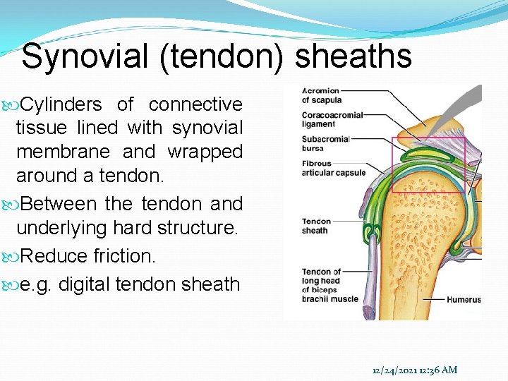 Synovial (tendon) sheaths Cylinders of connective tissue lined with synovial membrane and wrapped around