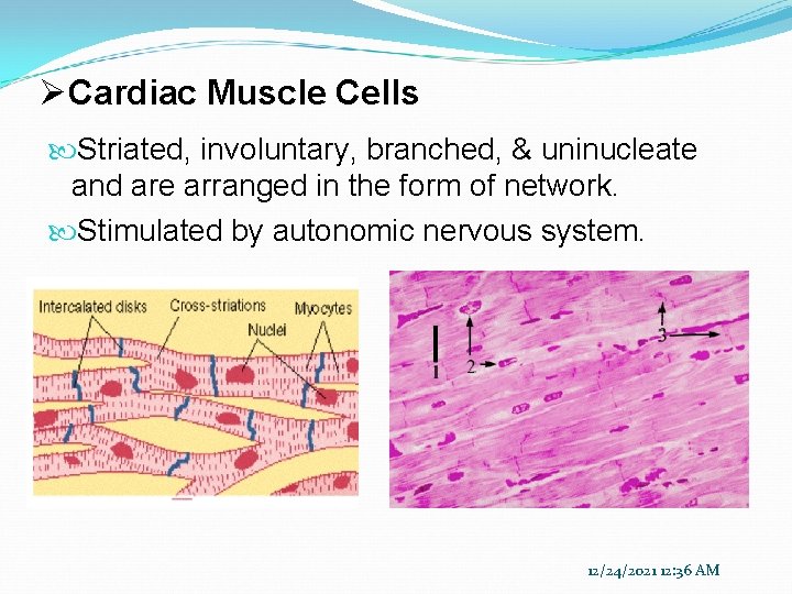 ØCardiac Muscle Cells Striated, involuntary, branched, & uninucleate and are arranged in the form