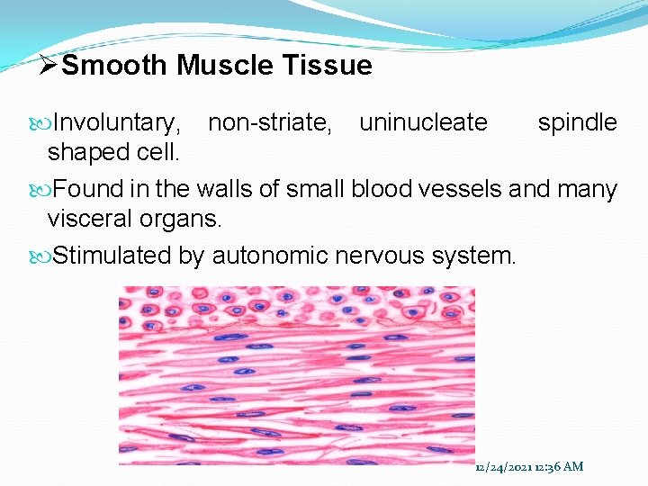 ØSmooth Muscle Tissue Involuntary, non-striate, uninucleate spindle shaped cell. Found in the walls of