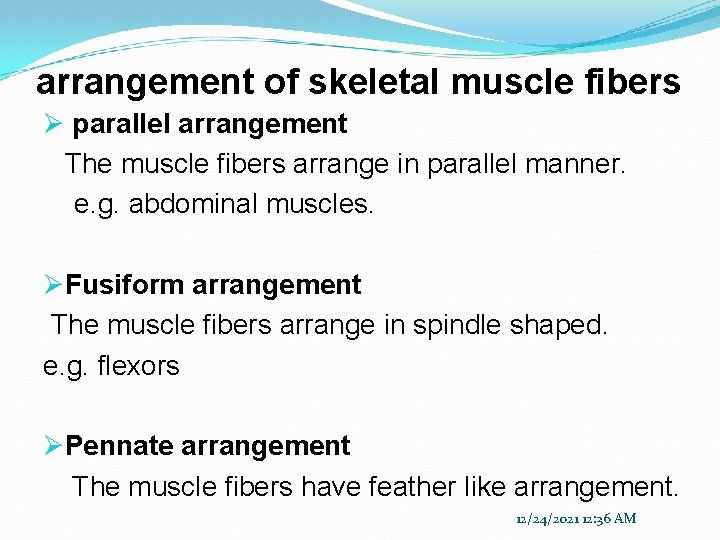 arrangement of skeletal muscle fibers Ø parallel arrangement The muscle fibers arrange in parallel