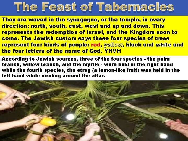 The Feast of Tabernacles Waving Lulavim They arethe Waving waved lulavin (lulavim the synagogue,