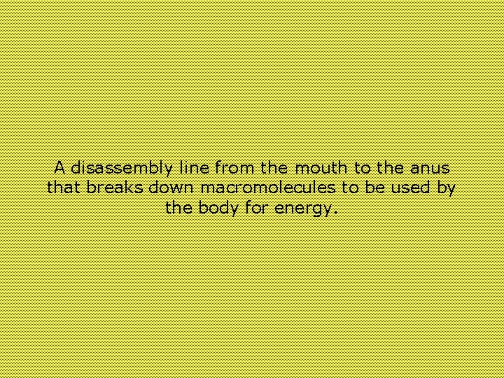 A disassembly line from the mouth to the anus that breaks down macromolecules to