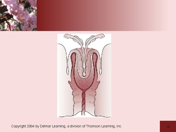 Copyright 2004 by Delmar Learning, a division of Thomson Learning, Inc. 19 