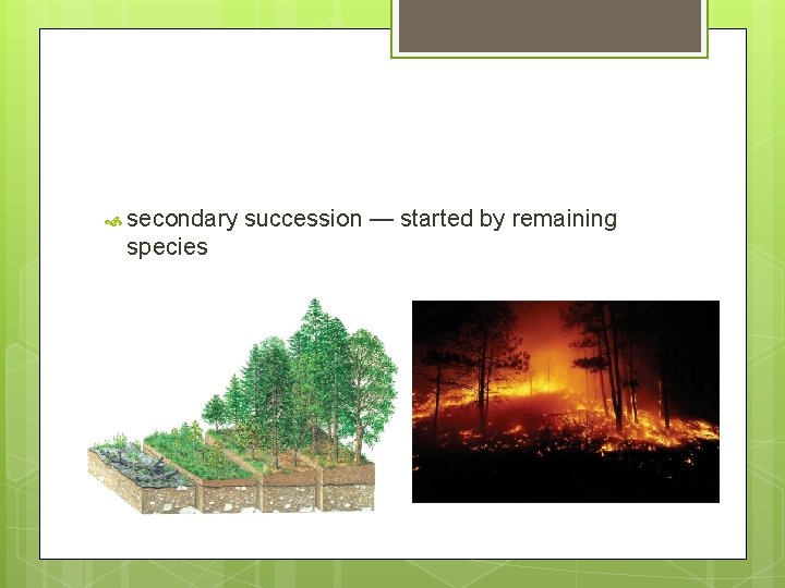 secondary species succession — started by remaining secondary species succession — started by remaining
