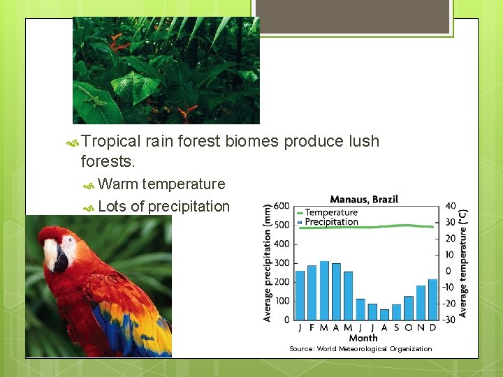 Tropical rain forest biomes produce lush forests. Warm temperature Lots of precipitation Source: Tropical rain forest biomes produce lush forests. Warm temperature Lots of precipitation Source: