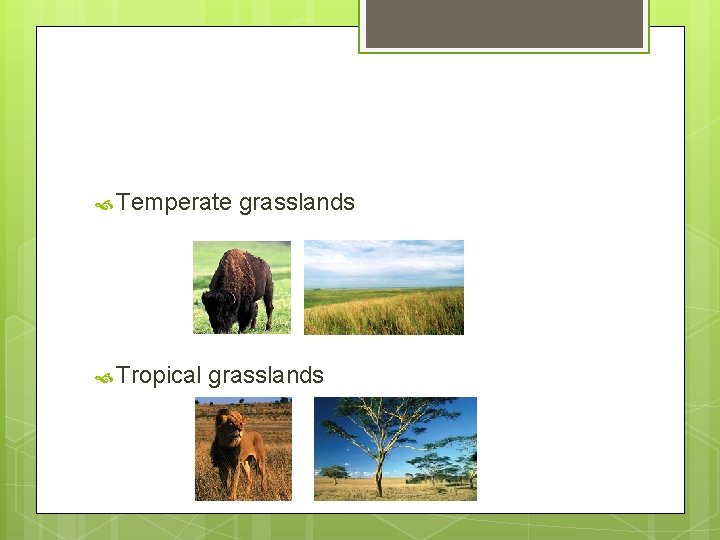 Temperate Tropical grasslands Temperate Tropical grasslands
