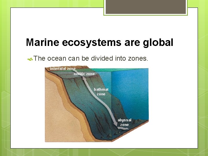 Marine ecosystems are global The ocean can be divided into zones. intertidal zone neritic Marine ecosystems are global The ocean can be divided into zones. intertidal zone neritic