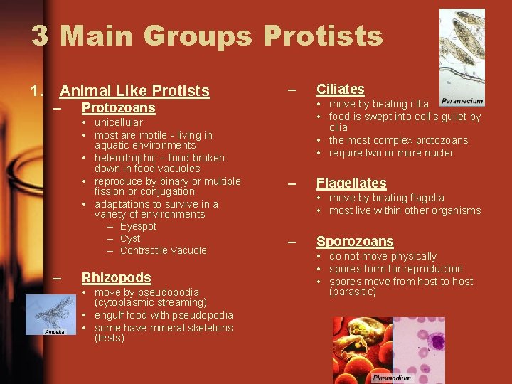3 Main Groups Protists 1. Animal Like Protists – – Eyespot – Cyst –