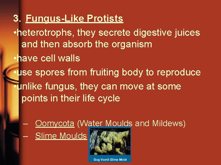 3. Fungus-Like Protists • heterotrophs, they secrete digestive juices and then absorb the organism