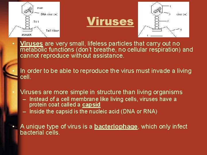 Viruses • Viruses are very small, lifeless particles that carry out no metabolic functions