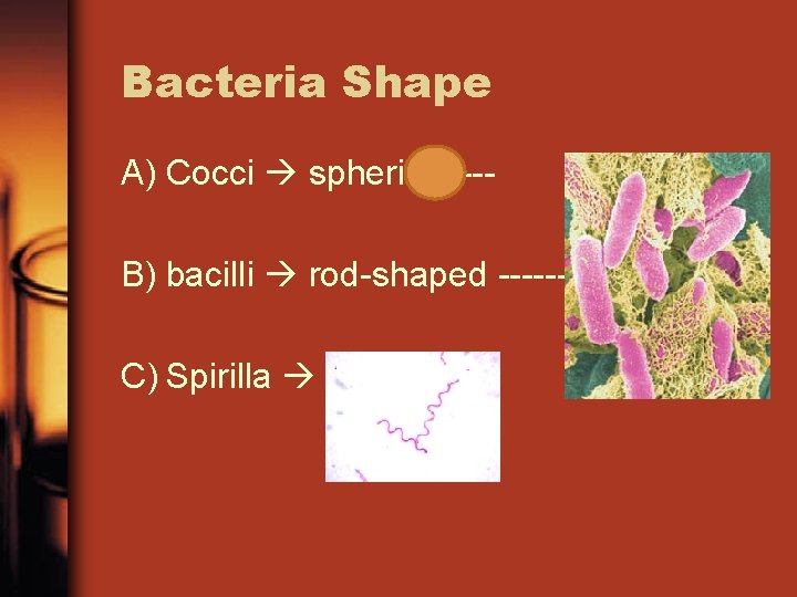 Bacteria Shape A) Cocci spherical --B) bacilli rod-shaped -------C) Spirilla spiral 