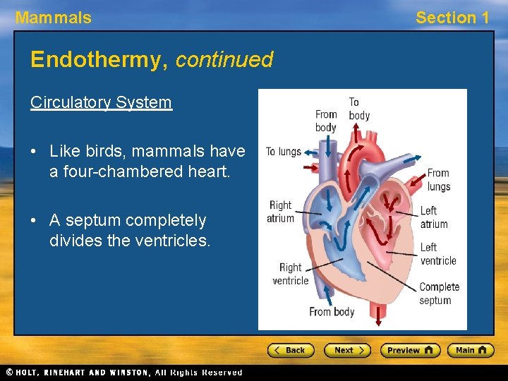 Mammals Endothermy, continued Circulatory System • Like birds, mammals have a four-chambered heart. •
