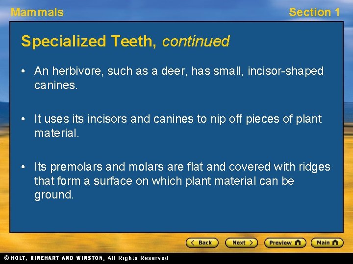 Mammals Section 1 Specialized Teeth, continued • An herbivore, such as a deer, has
