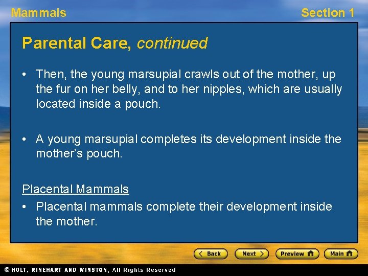 Mammals Section 1 Parental Care, continued • Then, the young marsupial crawls out of