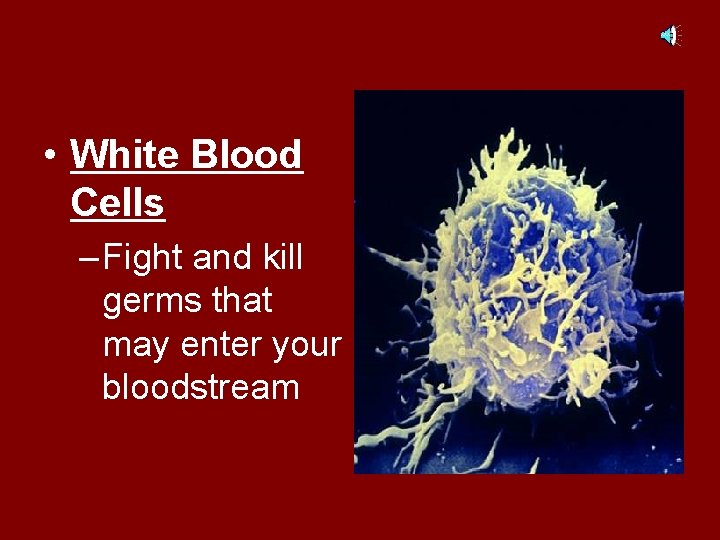  • White Blood Cells – Fight and kill germs that may enter your
