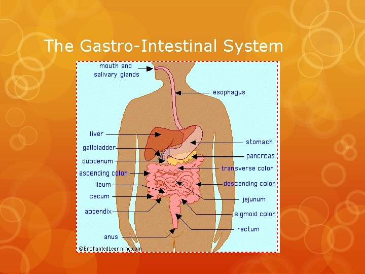 The Gastro-Intestinal System 