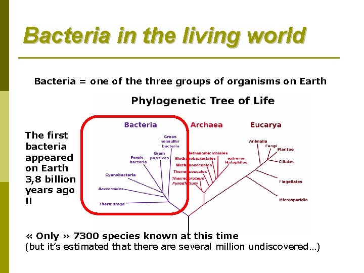 Bacteria in the living world Bacteria = one of the three groups of organisms