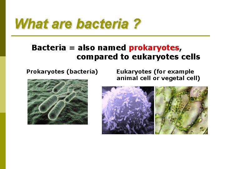 What are bacteria ? Bacteria = also named prokaryotes, compared to eukaryotes cells Prokaryotes