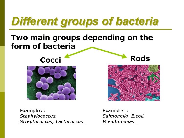 Different groups of bacteria Two main groups depending on the form of bacteria Cocci