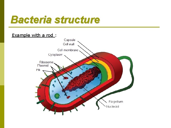 Bacteria structure Example with a rod : 