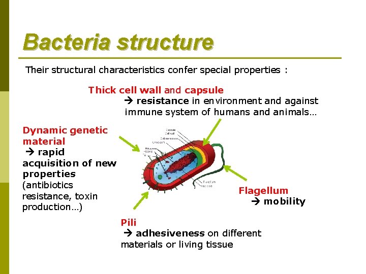 Bacteria structure Their structural characteristics confer special properties : Thick cell wall and capsule