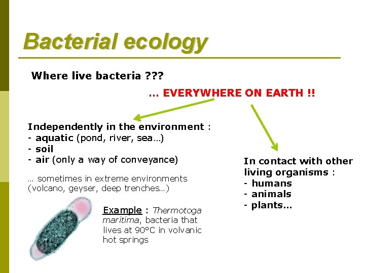 Bacterial ecology Where live bacteria ? ? ? … EVERYWHERE ON EARTH !! Independently