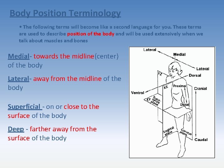 Body Position Terminology • The following terms will become like a second language for
