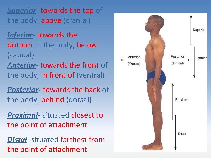 Superior- towards the top of the body; above (cranial) Inferior- towards the bottom of