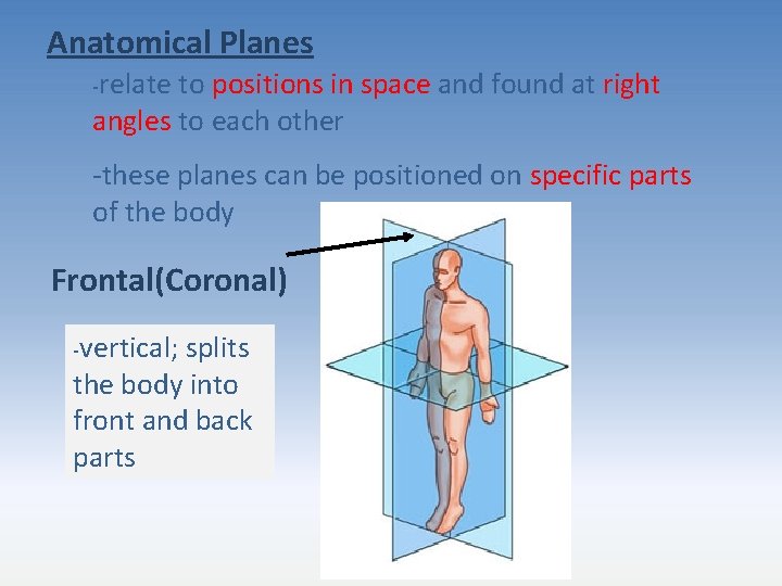 Anatomical Planes -relate to positions in space and found at right angles to each